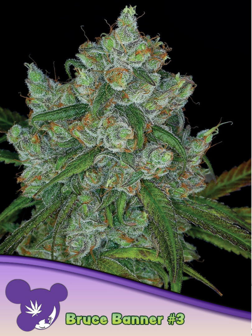 Bruce Banner #3, OG Ghost/ Strawberry Cough/ Sour Diesel