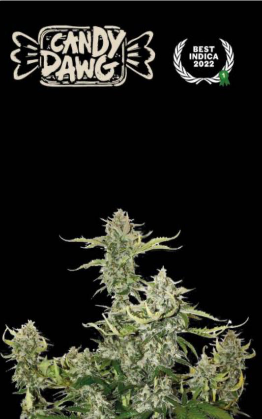 CANDY DAWG© AUTO, (Candy Kush X Chem Dawg) X OG Kush, 1º Best Indica - Autoflower World Cup, 1º European Plant of the Year- Autoflower- Soft Secrets