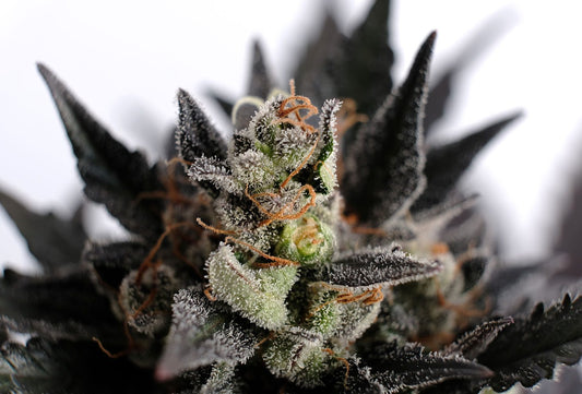 Lemon Haze Auto,  Super Silver Haze x Lemon Skunk x Ruderalis