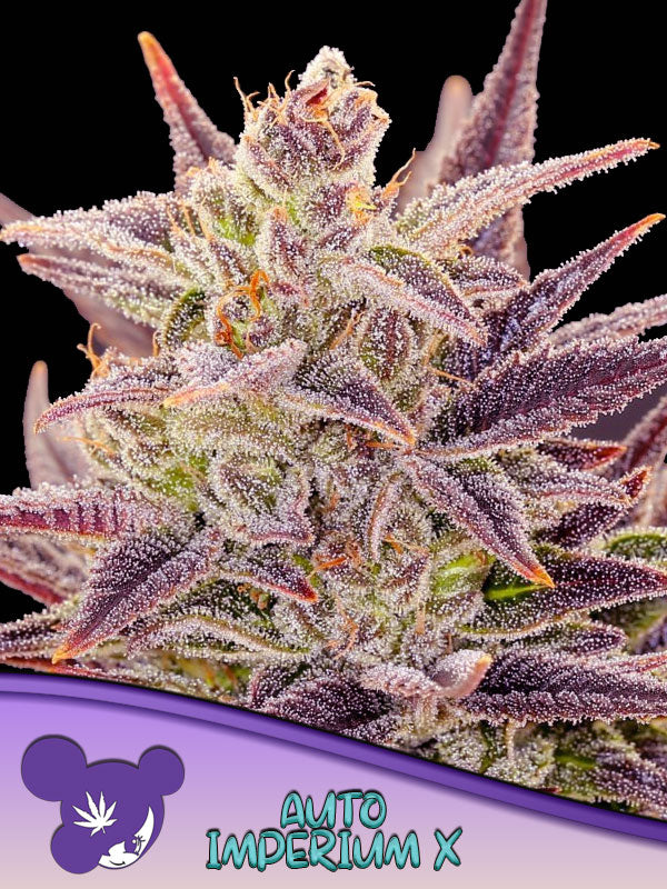 Imperium X® Auto, City of God/ The White Angel/ Auto Future #1