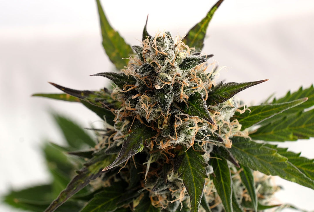 Kickass Auto aka B.Lee Auto, Skunk x Ruderalis