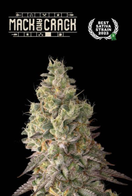 MACK & CRACK© AUTOFLOWER, Mack and Crack X Green Crack Auto, 3rd Best Auto Sativa - Autoflower World Cup