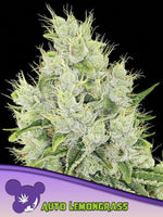 Bild in Galerie laden, Lemongrass Auto, Auto Lemon Haze/ Nova OG Auto/ Moose/ Lobsta