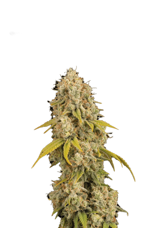 Santa Marta Haze© Amnesia Haze, Colombian Jungle Haze, Amnesia Auto, Cup Winner, Best Sativa Auto 2022