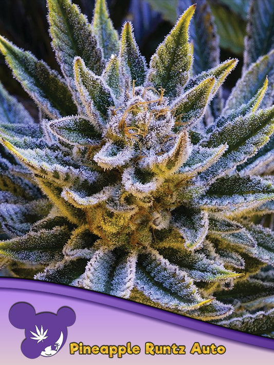Pineapple Runtz Auto,