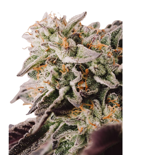 Gelato - 3 Seeds