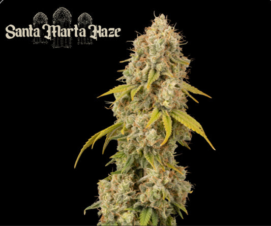 SANTA MARTA HAZE© FEM, Amnesia Haze X Colombian Jungle Haze