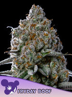 Bild in Galerie laden, Fryday Boof, Fryday Kush x Sticky Boof