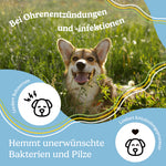 Bild in Galerie laden, CBD Ohrentropfen