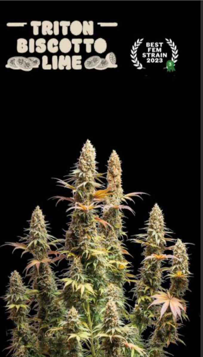 TRITON BISCOTTO LIME© FEM, Oreoz Mintz x Lemon Tree, 2. Best Sativa Strain - Clouds in the City, 3. Flores interior - La copa de las Flores