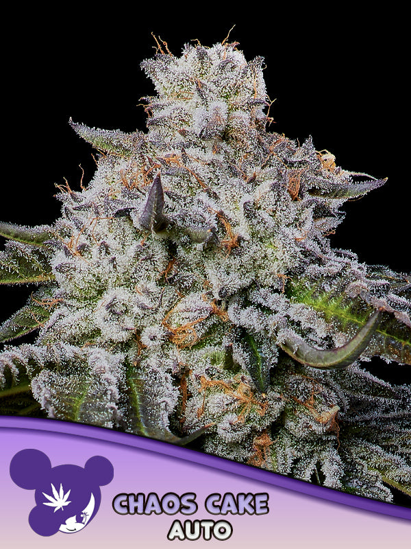 Chaos Cake Auto – Wedding Cake X Apple Cake x „Auto“