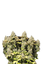Bild in Galerie laden, Rucu Cucu OG© Tangie x OG Kush Auto, Cup Winner, Best New Strain – Autoflower World Cup