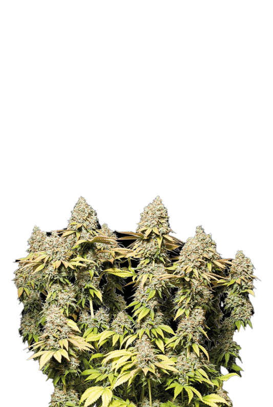 Rucu Cucu OG© Tangie x OG Kush Auto, Cup Winner, Best New Strain – Autoflower World Cup