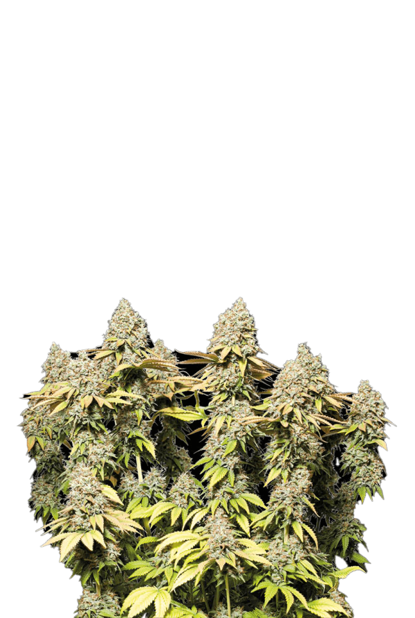 Rucu Cucu OG© Tangie x OG Kush Auto, Cup Winner, Best New Strain – Autoflower World Cup