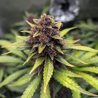 Purple Haze Auto