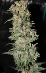Bild in Galerie laden, CBD CRITICAL XXL© FEM, European Certified Hemp x BCN Critical XXL F12 selection.