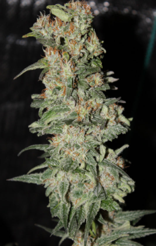 CBD CRITICAL XXL© FEM, European Certified Hemp x BCN Critical XXL F12 selection.