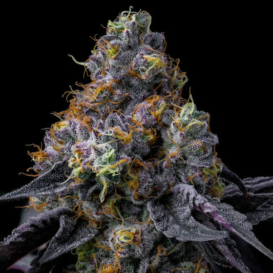 Rainbow Sherbet Strain, Champagne x Blackberry