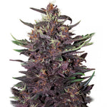 Bild in Galerie laden, Purple Kush Auto