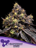 Bild in Galerie laden, Glowberry Rush, Frozen Black Cherry® x Blueberry Gumbo
