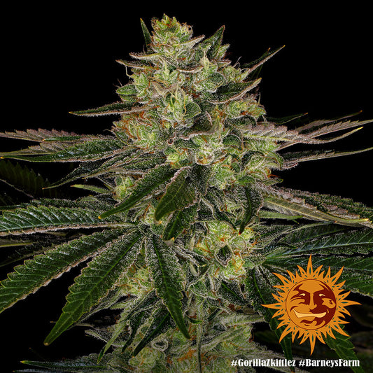 Gorilla Zkittlez Strain, Gorilla Glue x Original Z Strain