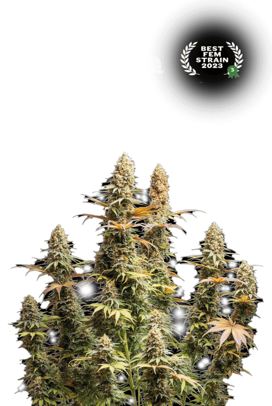 TRITON BISCOTTO LIME© AUTO, Biscotti Auto x Panty Punch Auto, 1er Best New Strain - Autoflower World Cup