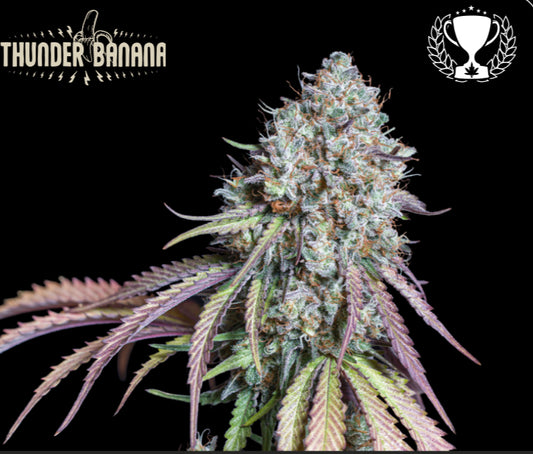 THUNDER BANANA FEM, Alaskan Thunder Fuck (aka Matanuska) x Amherst Banana (Amherst Sour Diesel x Banana OG), Cup Winner: Sativa Outdoor- Home Grown Cup, Sativa Outdoor- Copa Del Sol