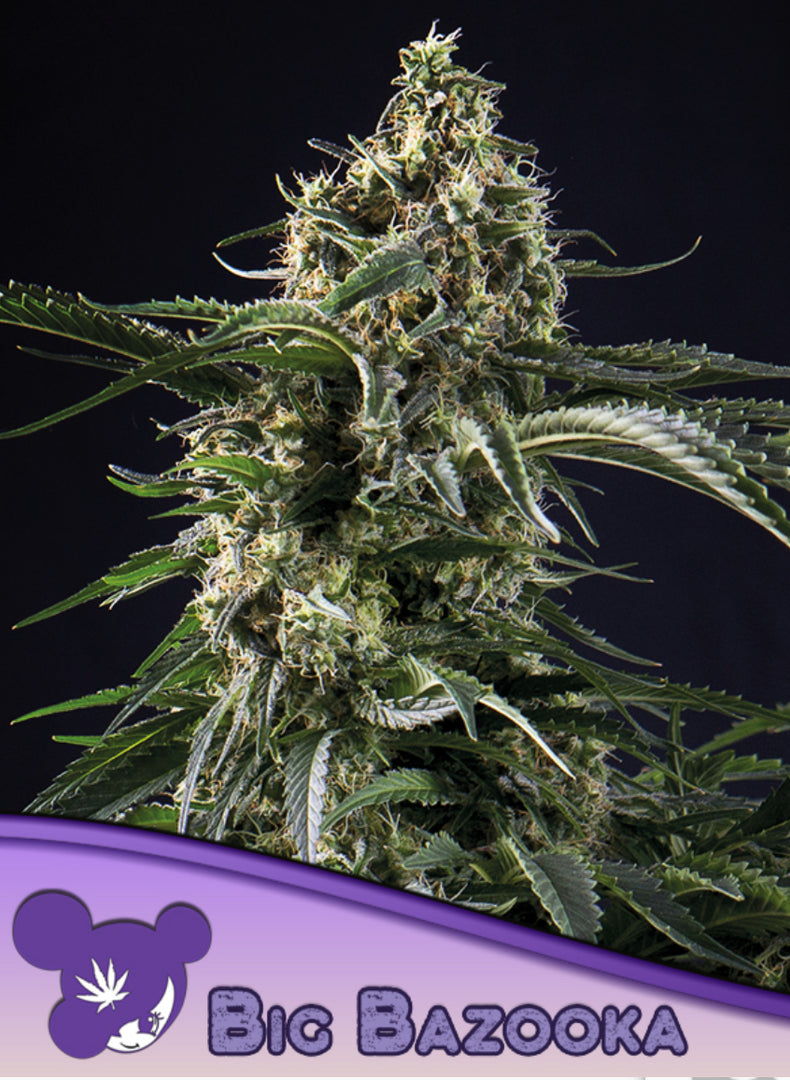 Big Bazooka, Big Bud Selektion/ Jack Herer