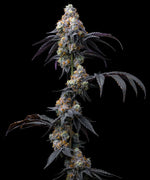 Bild in Galerie laden, Rainbow Sherbet Strain, Champagne x Blackberry – 2:1 Blackfriday Aktion