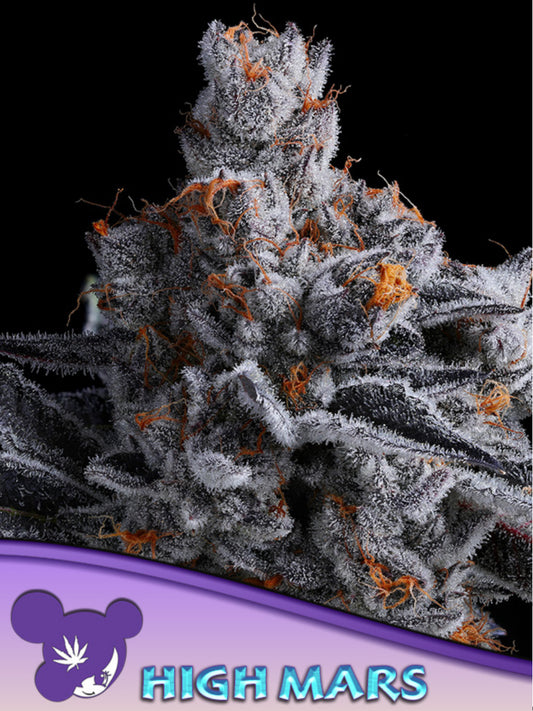 High Mars, Lost Tribe x Bombsicle