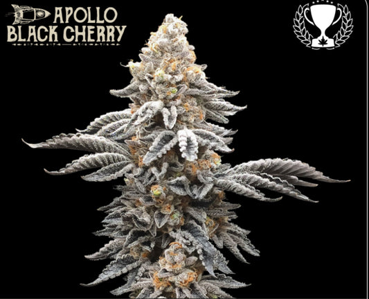 APOLLO BLACK CHERRY© FEM, Apollo 13 x Black Cherry Cheesecake x Cherry AK47