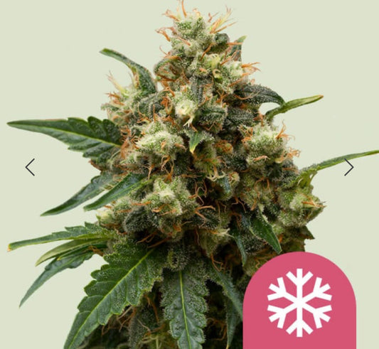 Ice, Afghan x Northern Light x Skunk