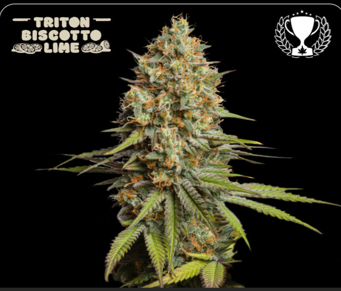 TRITON BISCOTTO LIME© AUTO, Biscotti Auto x Panty Punch Auto, 1er Best New Strain - Autoflower World Cup