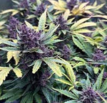 Bild in Galerie laden, Purple Haze