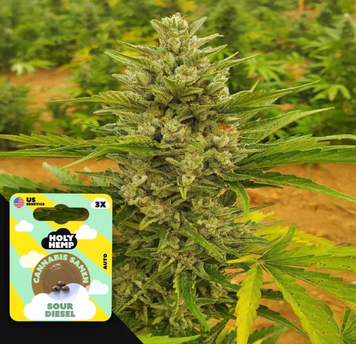 Sour Diesel Auto