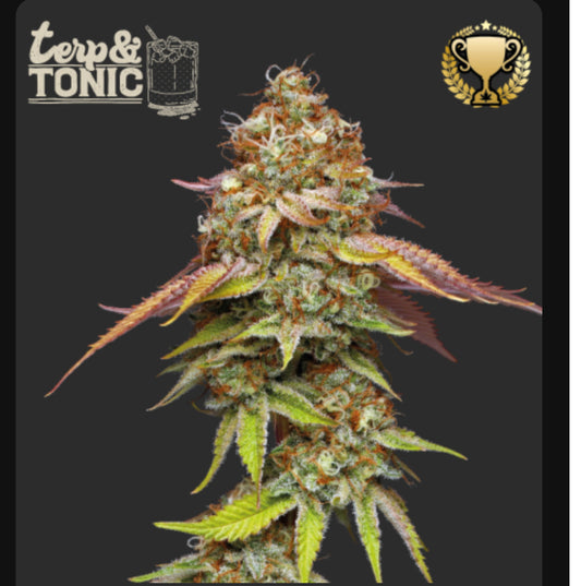 TERP & TONIC© FEM Freakum Zkittlez X Ghost Tonic