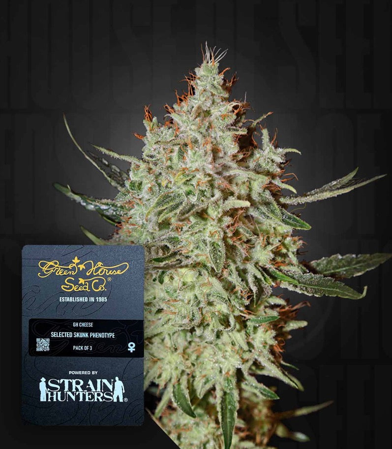 GH Cheese, selected Skunk Phenotype