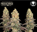Bild in Galerie laden, MACK &amp; CRACK© FEM, The Mac (AKA Mac1 AKA miracle alien cookies) x Green Crack, Extracts- Amsterdam Coffeeshop Awards
