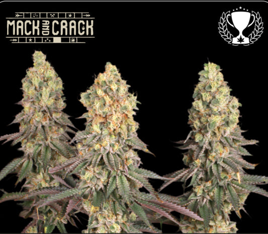 MACK & CRACK© FEM, The Mac (AKA Mac1 AKA miracle alien cookies) x Green Crack, Extracts- Amsterdam Coffeeshop Awards