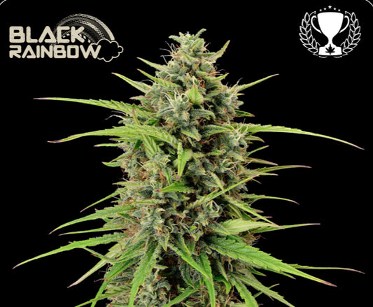 BLACK RAINBOW© AUTOFLOWER, (Watermelon Zkittlez X Bacio Rainbow) X Apollo Black Cherry Auto