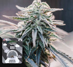Bild in Galerie laden, White Widow Auto
