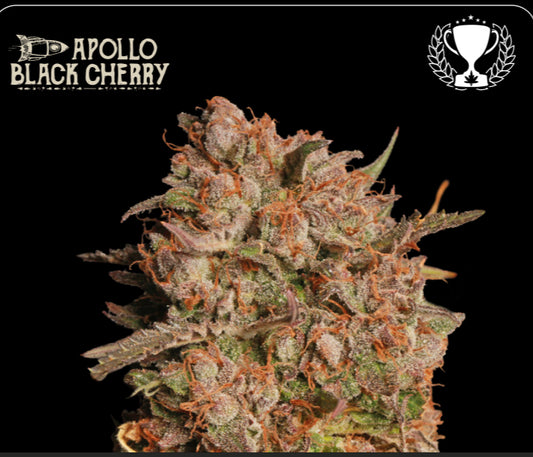 Apollo Black Cherry X Black Domina Auto, Best Auto Strain 2022