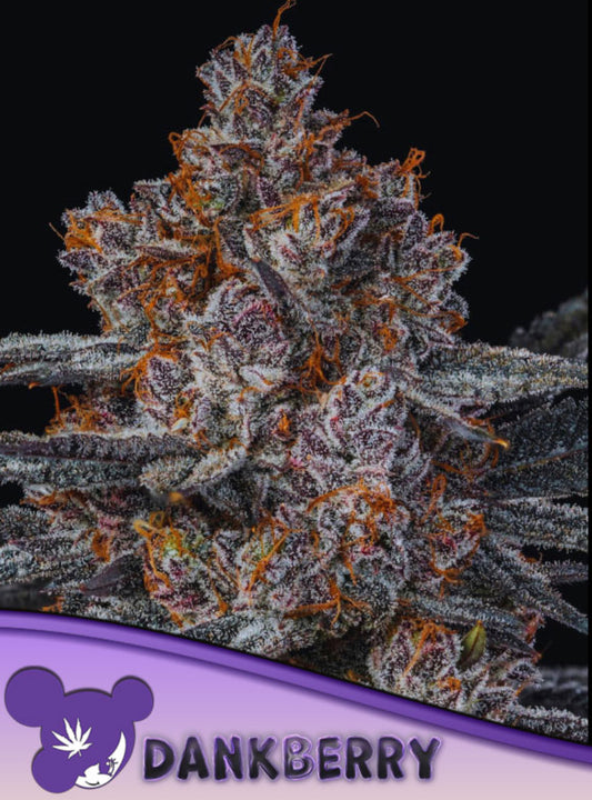 Dankberry, Little Devil x Skunkberry