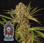 Bild in Galerie laden, HERZ OG, Larry OG X Kosher Kush