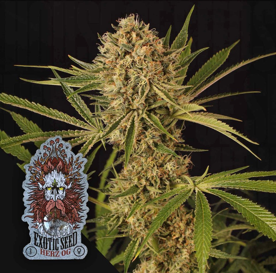 HERZ OG, Larry OG X Kosher Kush