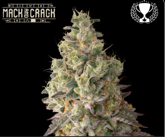 MACK & CRACK© AUTOFLOWER, Mack and Crack X Green Crack Auto, 3rd Best Auto Sativa - Autoflower World Cup