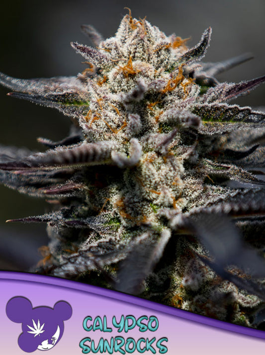 Calypso Sunrocks, Hawaiiana x Airside OG