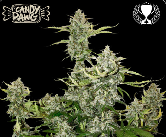 CANDY DAWG© AUTO, (Candy Kush X Chem Dawg) X OG Kush, 1º Best Indica - Autoflower World Cup, 1º European Plant of the Year- Autoflower- Soft Secrets