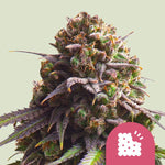 Bild in Galerie laden, Biscotti, Gelato 25 x South Florida OG