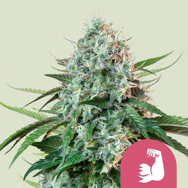 HulkBerry aka Bruce Banner, OG Banner, OG Kush x Strawberry Diesel